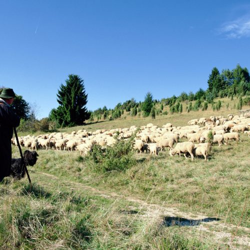 Schafe_Wacholderheide